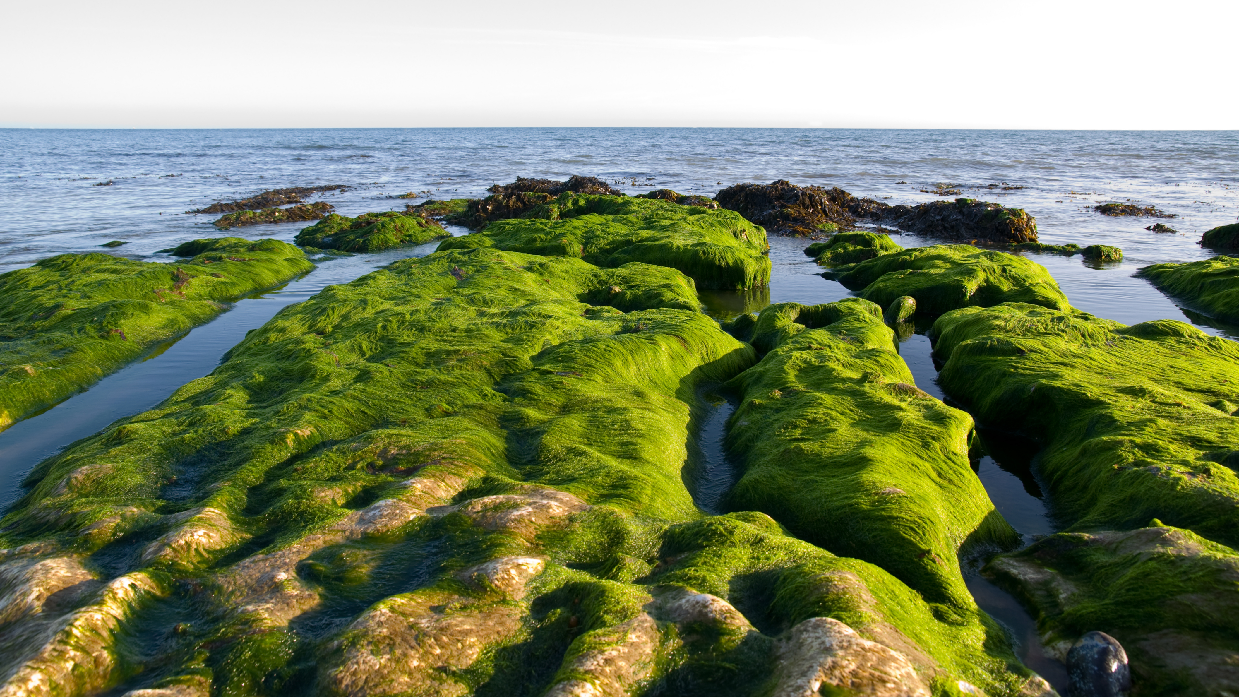 green seaweed