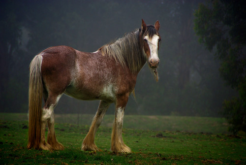 clydesdale mountainlagoon