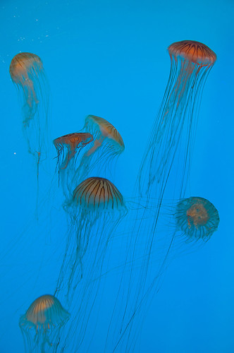 Jellyfish Invasion by <wikd>