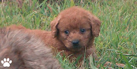 Bogey - Australian Labradoodle Puppy