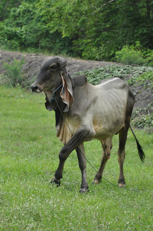 Around Ayutthaya-11 Emaciated cow