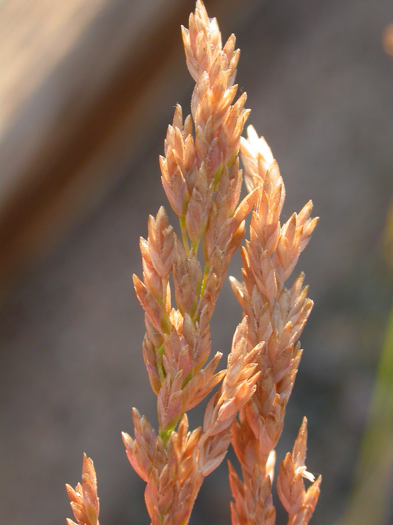 Poa Compressa The Narrow Or Contracted Panicle Comprises S Flickr