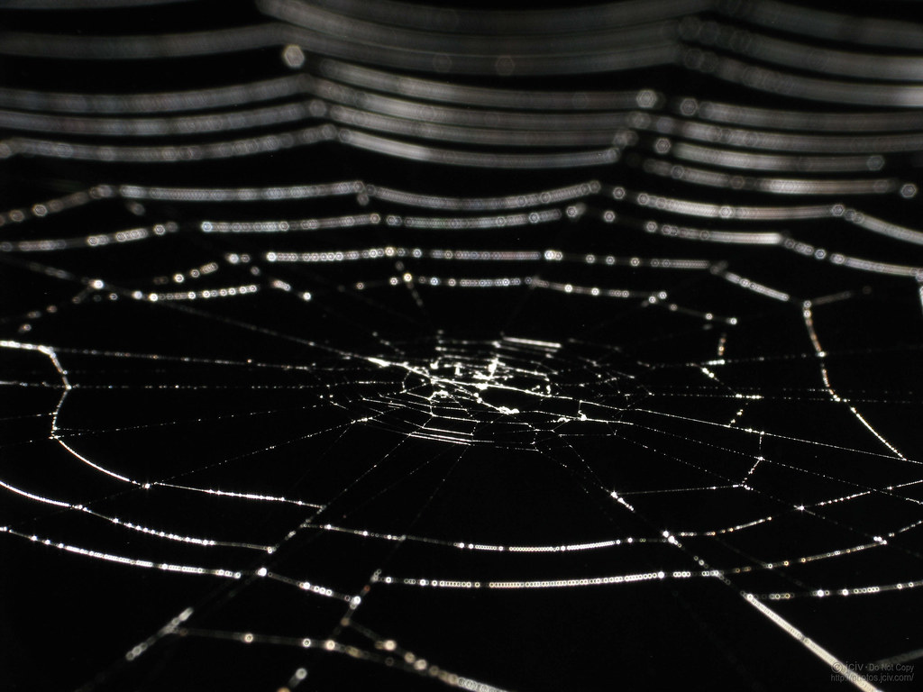 1000+ Spider Web Pictures | Download Free Images on Unsplash