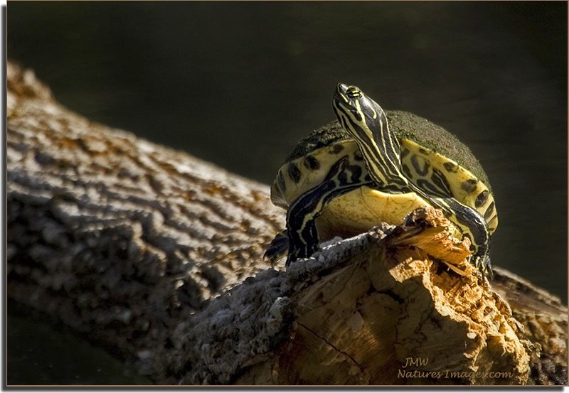 Slider, Silver River, Ocala by JMW Natures Images