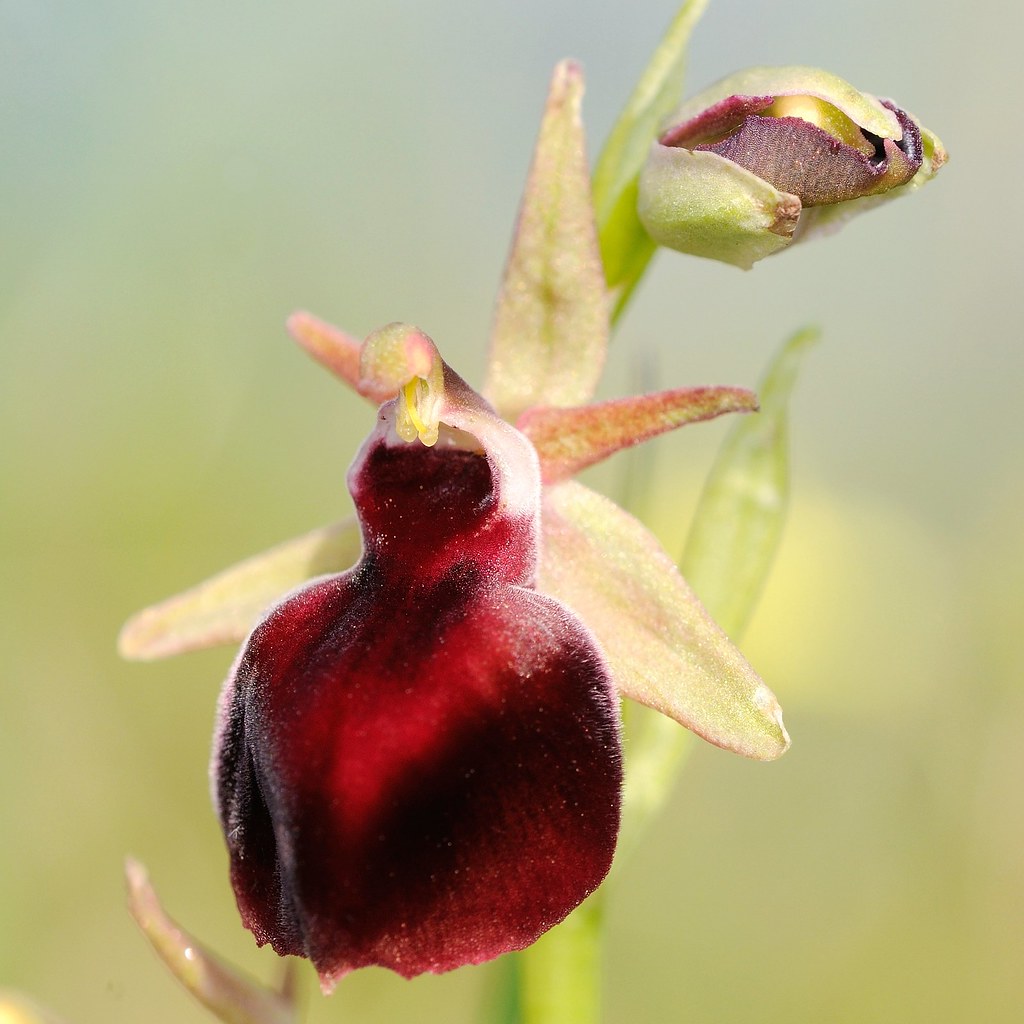 Helena-Ragwurz, Ophrys helenae