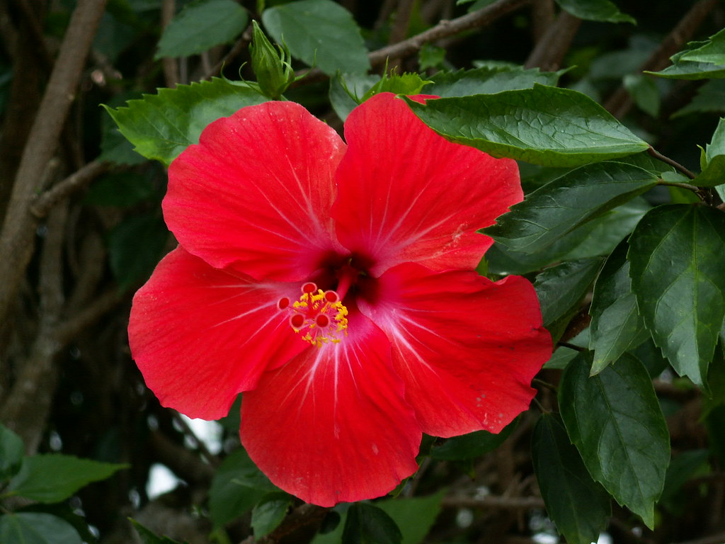 Bunga Raya Nationalblume Malaysias Roter Hibiskus Bunga R Flickr