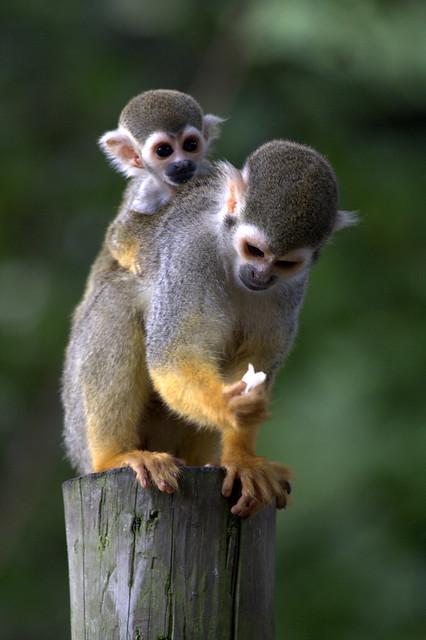 Squirrel Monkey with baby