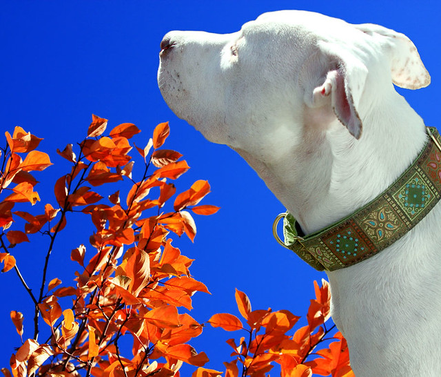 White Puppy Dog, Luna, in his brand new Martingale collar by 2 Hounds Design