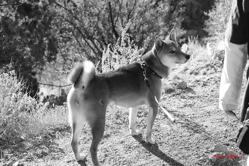 Mini Hokkaido Inu Or Ainu Dog The Hokkaido Inu 北海道犬 Or Ain Flickr