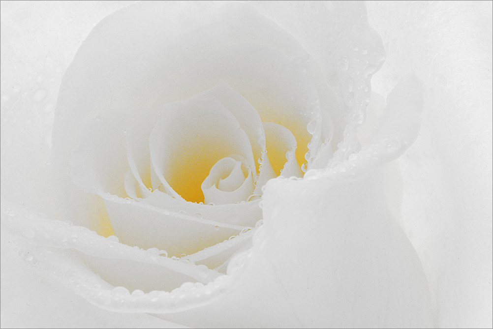 Flower / Rose Flower / Macro Flower / White Rose Flower / high key / close up rose / closeup / - IMG_9865 -