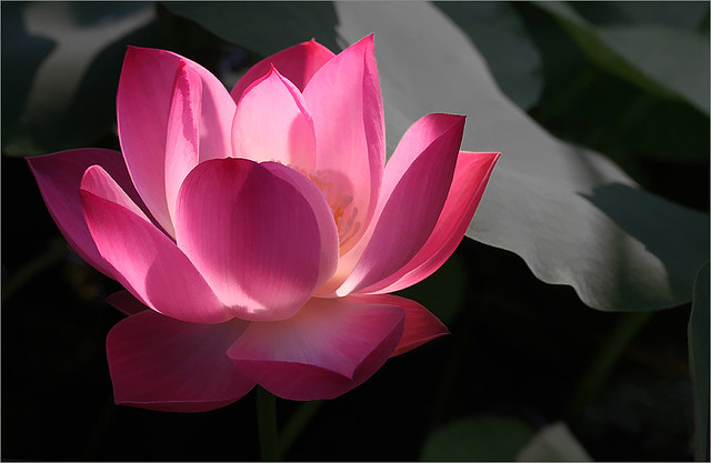 Lotus Flower - IMG_8858-1000-buzz-desat
