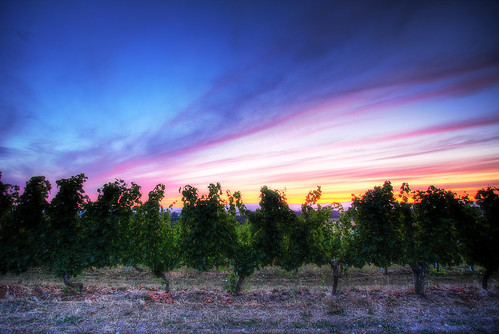 sunset sky cloud canon vintage eos vineyard wine wide vine wideangle winery grape 1022mm 40d