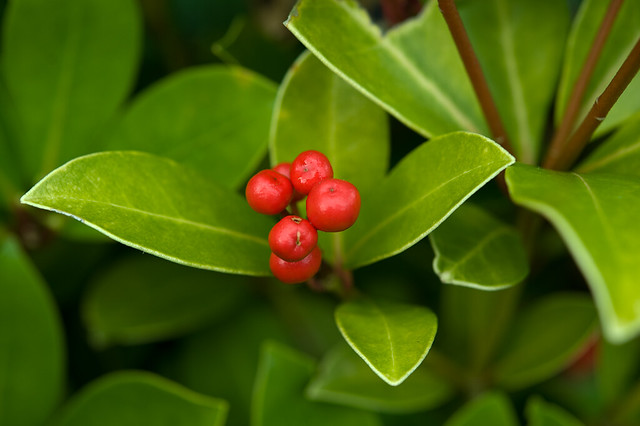 Skimmia japonica (Rutaceae)