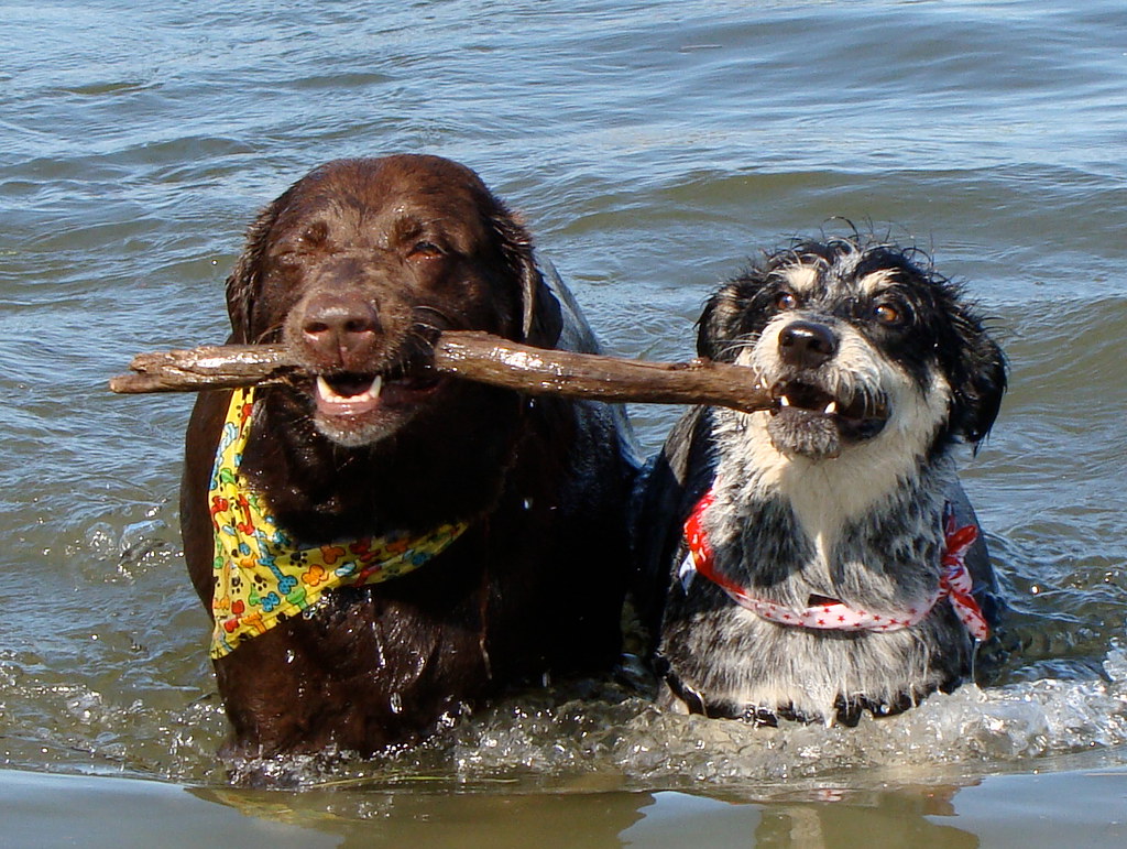 Chapoquoit Beach