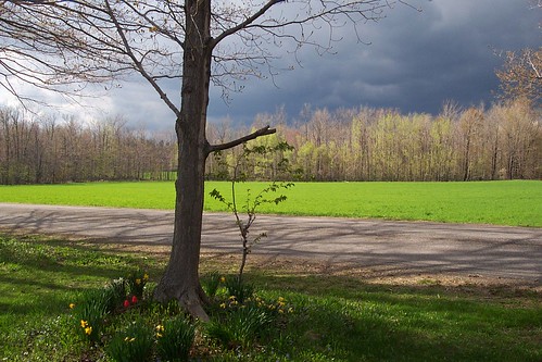 road sky sunlight tree green field sunshine clouds rural landscape spring maple woods tulips bare branches hill gray winner daffodils darkclouds leafing unanimous december2012 thechallengefactory soperroad