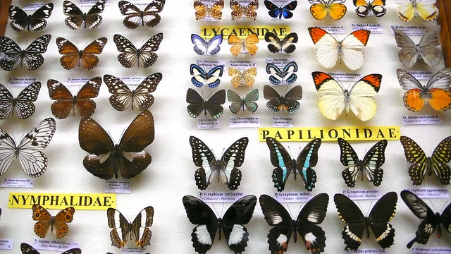 Museo Entomológico , La Salle Bonanova