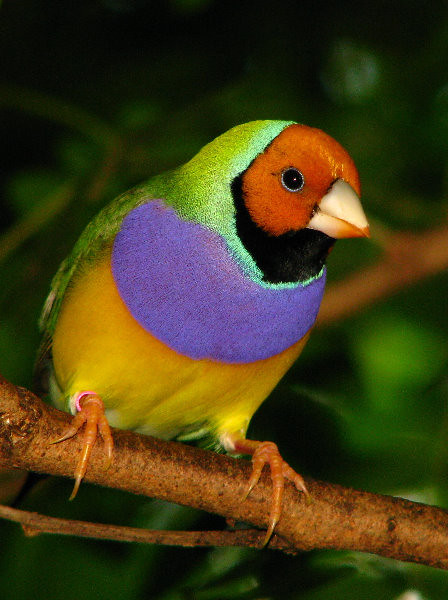 Lady Gouldian Finch - Colorful Australian Bird - Butterfly World - Tradewinds Park, Coconut Creek, Broward County, FL