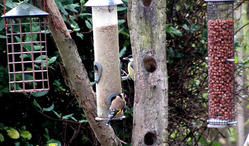 Worcestershire Wildlife Trust ~ Bird table and feeders with Goldfinch and Great Tit eating sunflower hearts | by simball