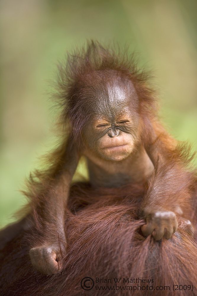 Beste Orang-utan baby | Orang-utan females average only one baby e… | Flickr SE-21