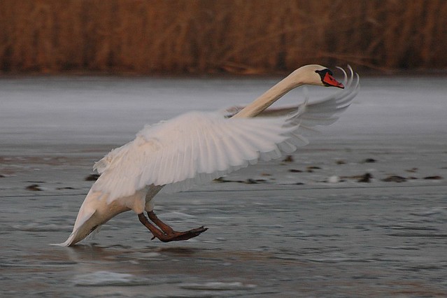 Mute Swan landing on ice