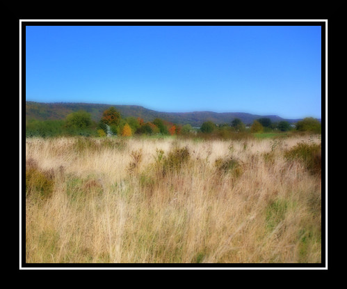 trees canada field grass landscape october novascotia valley annapolis