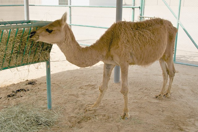 Cama - Llama/Camel crossbreed