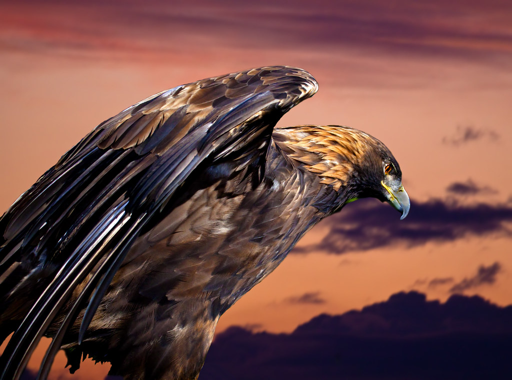 Golden eagle - Aigle royal
