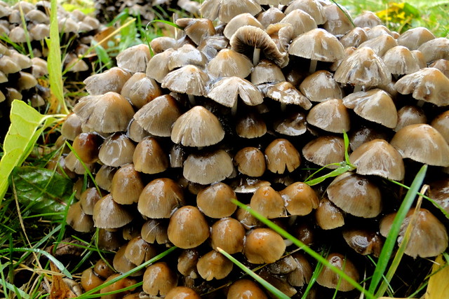 These mushrooms grow near my house on the grass