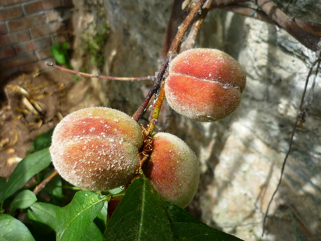 Tamar Valley peaches