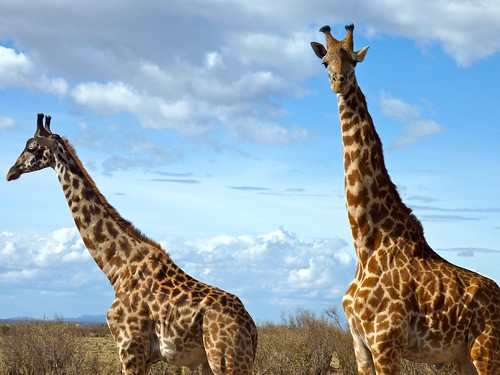 Giraffes, Maasai Mara, Kenya