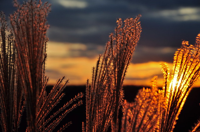 Ornamental Grass in a sunset