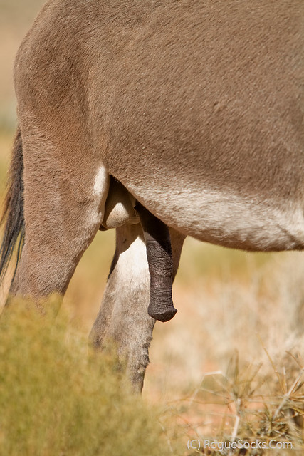 Wild-Burro-with-erect-penis-in-Red-Rock-Canyon-national-conservation-area-Nevada-004.jpg