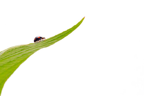 Ladybird on leaf MSP_0281
