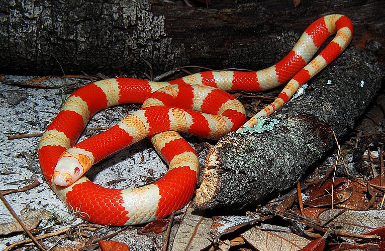 Beautiful Snakes - 10 Most Stunningly Pretty Snakes You Won’t Believe Actually Exist  Albino Honduran Milk Snake
