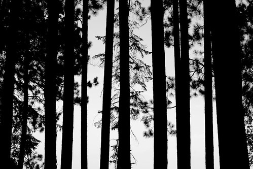 Canoeing the Wisconsin River by ThreeIfByBike, trees wisconsin rivers canoeing wisconsinriver