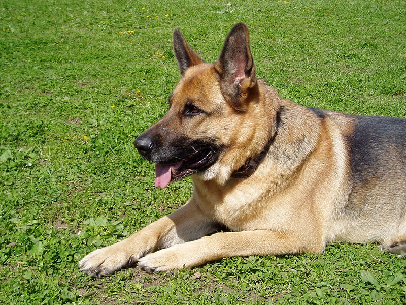 german shepherd with tongue out