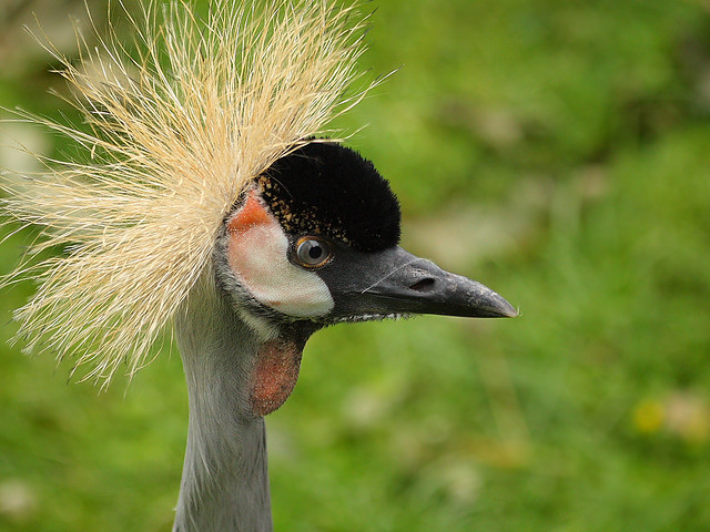 Südafrika-Kronenkranich / Grey Crowned Crane (Balearica regulorum)