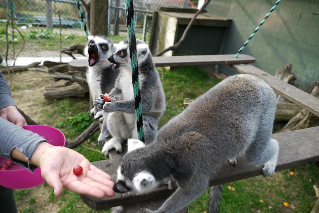 Inside the Lemur cage! Lunch is served :D