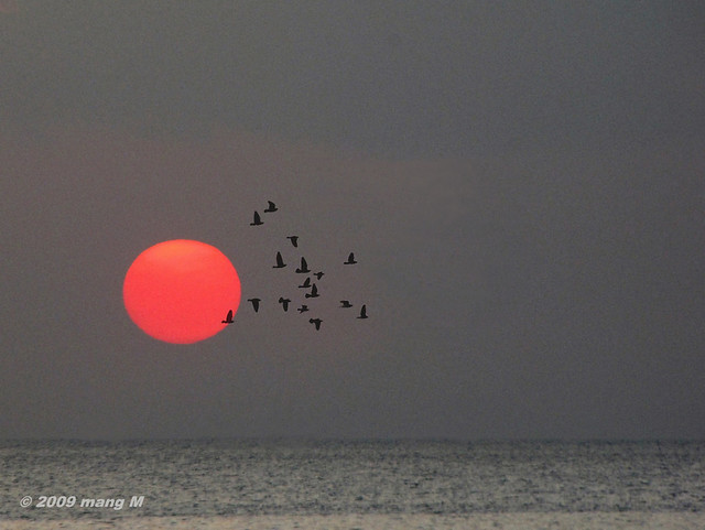 The Sun, the Birds, the Sea