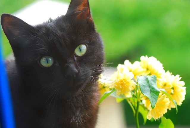 Blacky; the cat and yellow rose