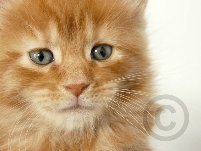 kirkland cat food and 14 maine coon cat maine coon cat size