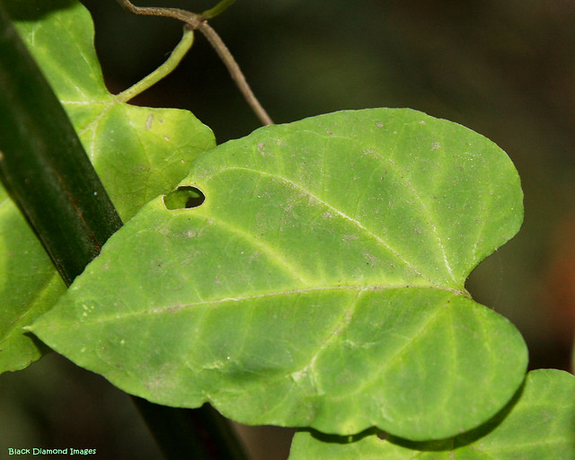 Vincetoxicum paniculata (syn. Tylophora paniculata) - Thin-leaved Tylophora