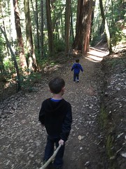 Hiking Tall Trees Trail