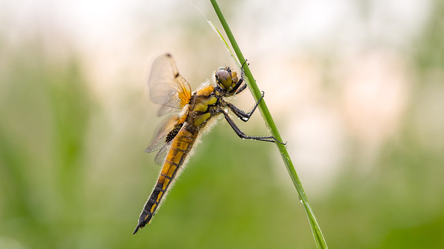 Viervlek - Four-spotted chaser
