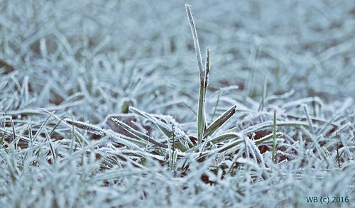 winter tél frost frozen closeup zúzmara depthoffield serene texture bokeh outdoor