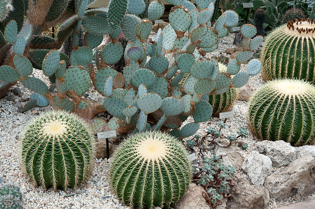 Echinocactus grusonii (Cactaceae)