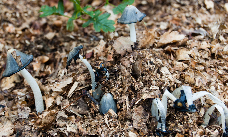 Inkcaps on wood chippings