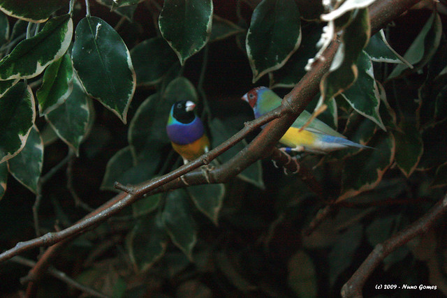 Duas Aves / Two Birds