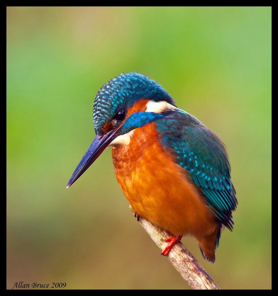 Kingfisher Attempt 3 by charminbayurr