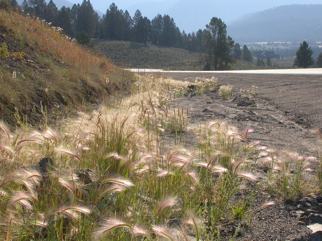 Powder Crest Trail